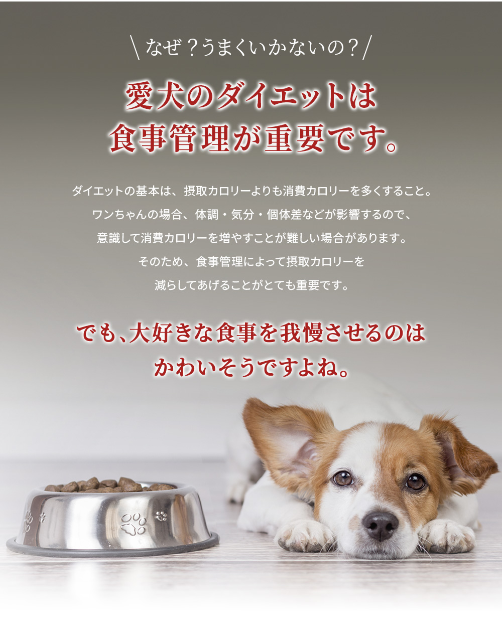 愛犬の食事管理をすることがとても重要です。